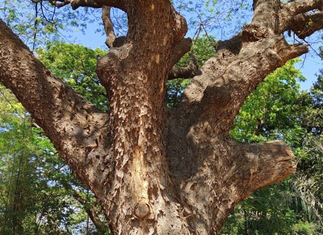 The Rain Tree at Byculla Zoo (Mumbai) - Known for Huge Umbrella-Shaped Canopy