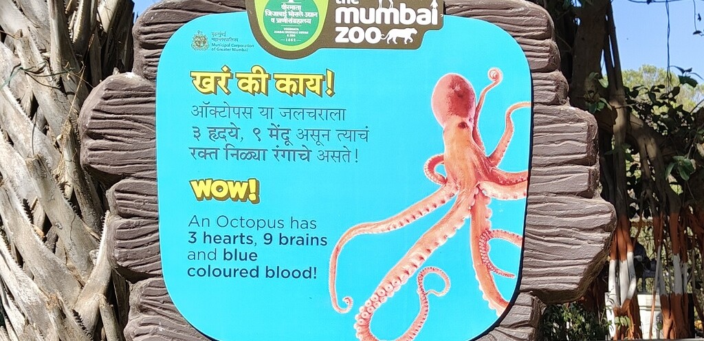 What are 3 Facts About Octopus (Byculla Zoo, Mumbai, India)