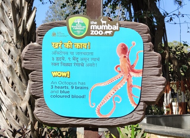 What are 3 Facts About Octopus (Byculla Zoo, Mumbai, India)