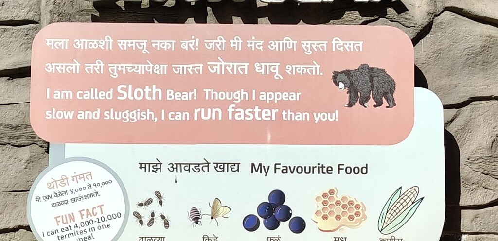 What is the Favourite Food of Sloth Bear (Byculla Zoo, Mumbai, India)