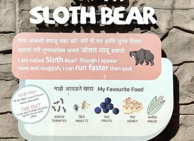 What is the Favourite Food of Sloth Bear (Byculla Zoo, Mumbai, India)