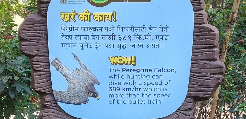 Which Bird while Hunting has a Diving Speed more than a Bullet Train Speed (Byculla Zoo, Mumbai, India)
