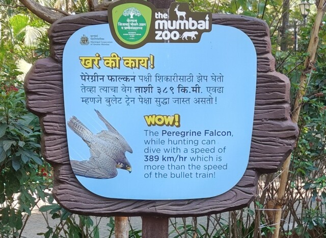 Which Bird while Hunting has a Diving Speed more than a Bullet Train Speed (Byculla Zoo, Mumbai, India)