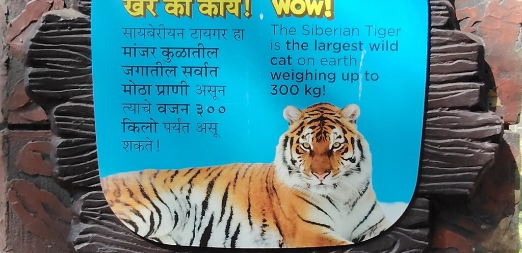Which is the Largest Wild Cat on Earth (Byculla Zoo, Mumbai, India)