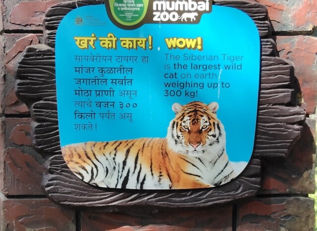 Which is the Largest Wild Cat on Earth (Byculla Zoo, Mumbai, India)