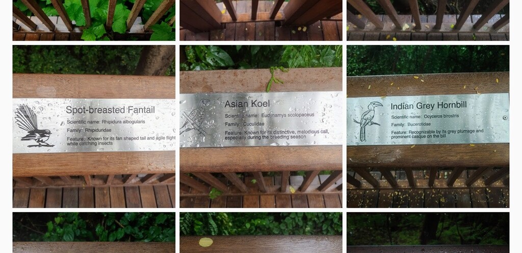 Fauna of the Malabar Hill Nature Trail in Mumbai (Maharashtra, India)