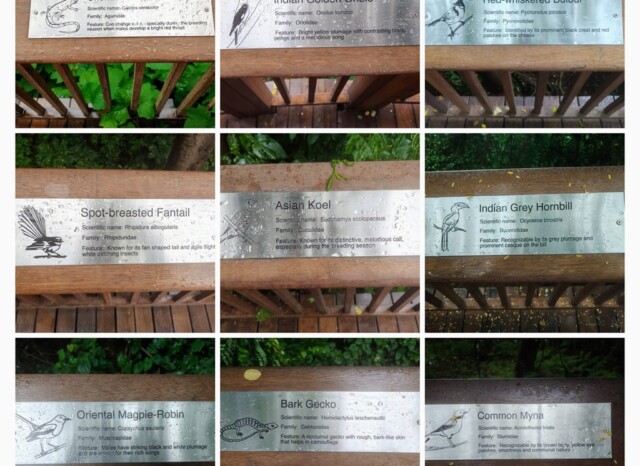Fauna of the Malabar Hill Nature Trail in Mumbai (Maharashtra, India)
