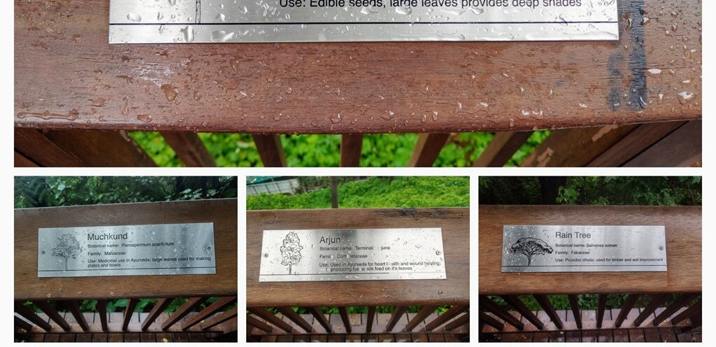 Flora of the Malabar Hill Nature Trail in Mumbai (Maharashtra, India)