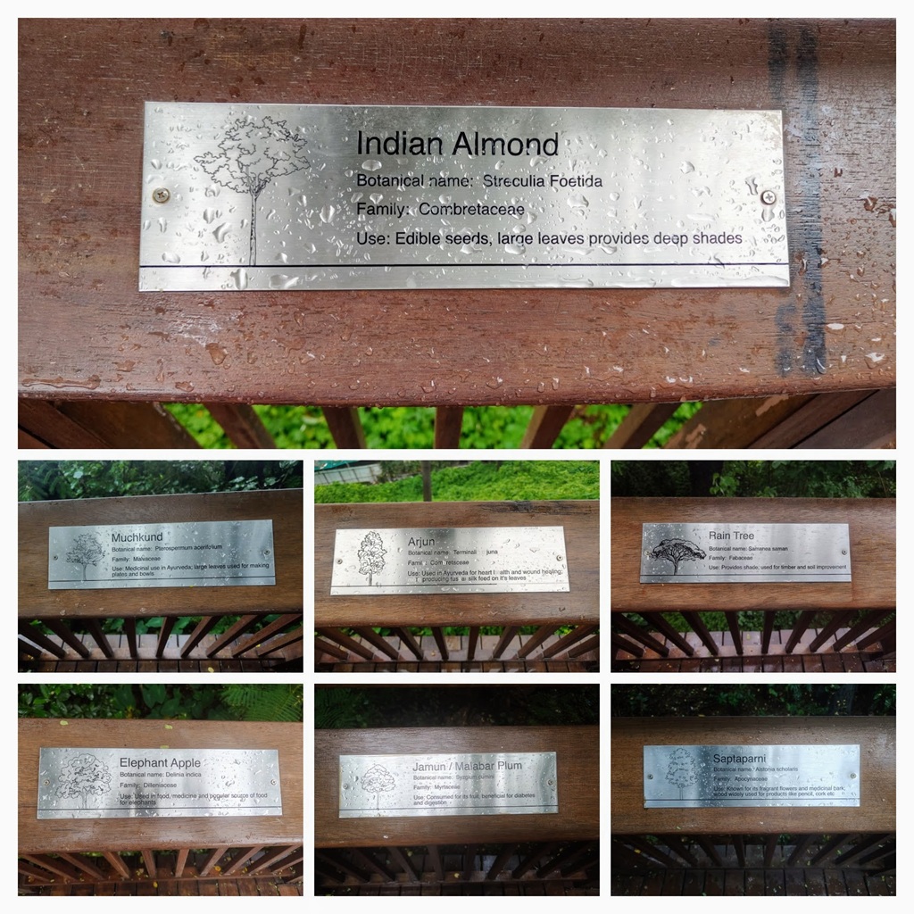 Flora of the Malabar Hill Nature Trail in Mumbai (Maharashtra, India)
