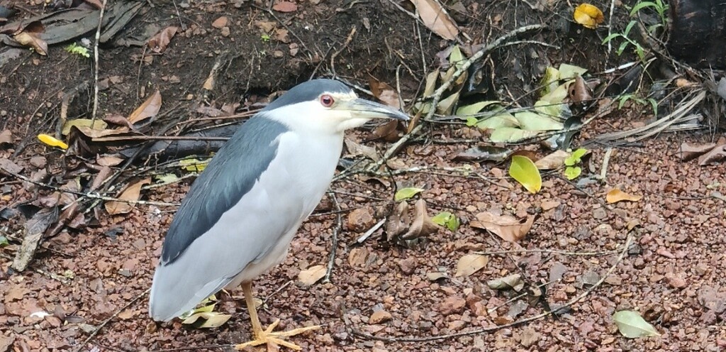 Black-crowned night heron at Club Mahindra Varca Resort in Goa (India)
