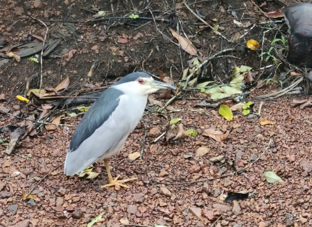 Black-crowned night heron at Club Mahindra Varca Resort in Goa (India)