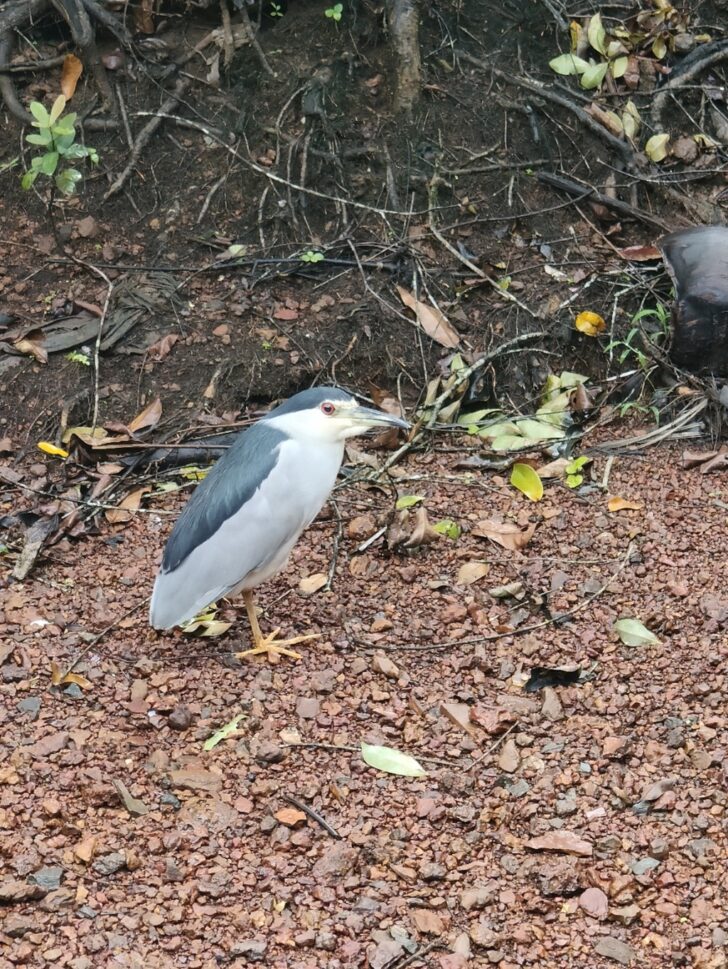 Black-crowned night heron at Club Mahindra Varca Resort in Goa (India)
