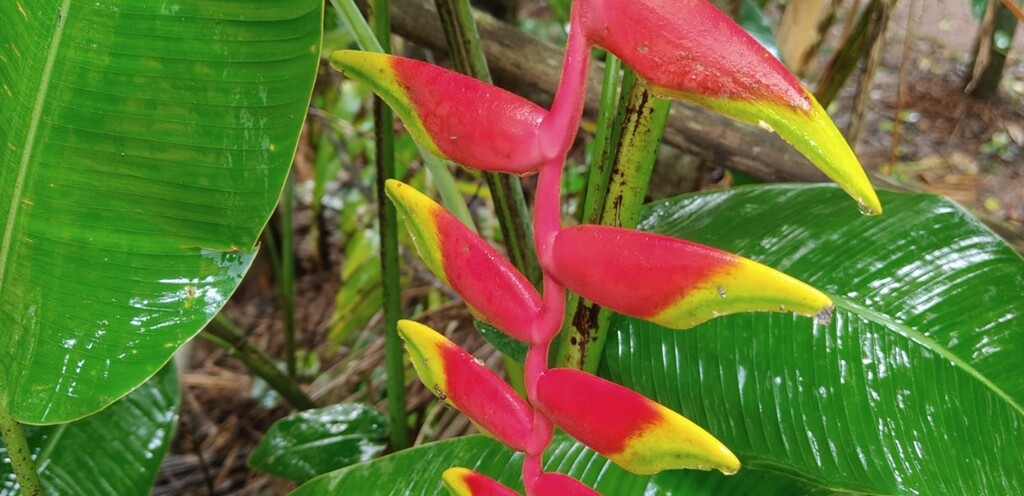 Heliconia rostrata or False Bird of Paradise
