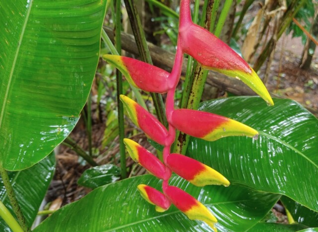 Heliconia rostrata or False Bird of Paradise