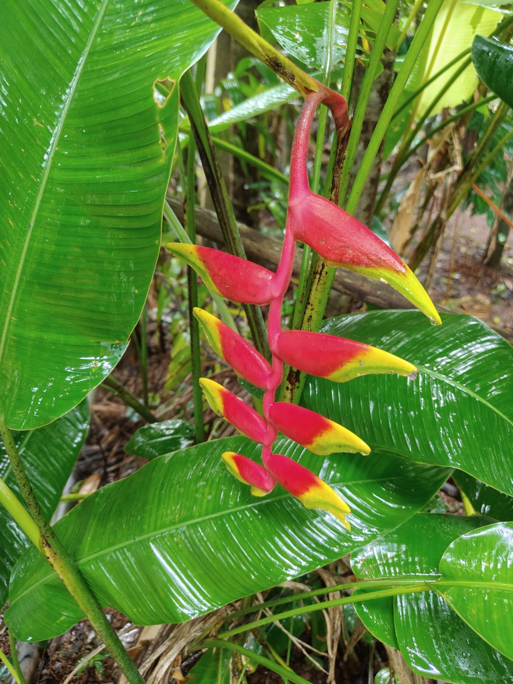 Heliconia rostrata or False Bird of Paradise