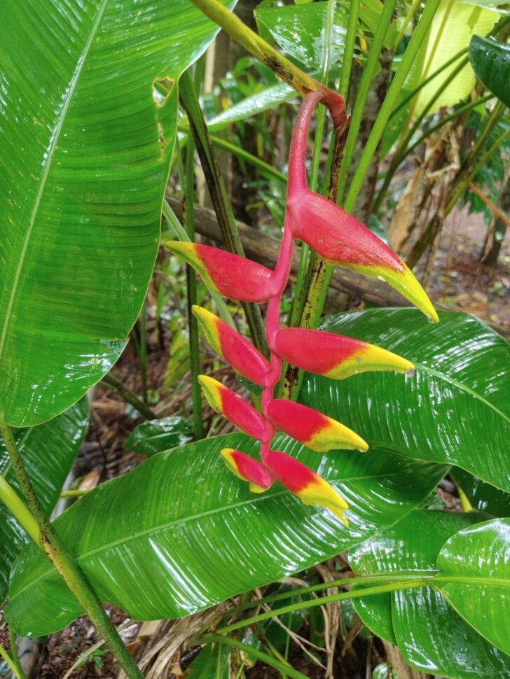 Heliconia rostrata or False Bird of Paradise
