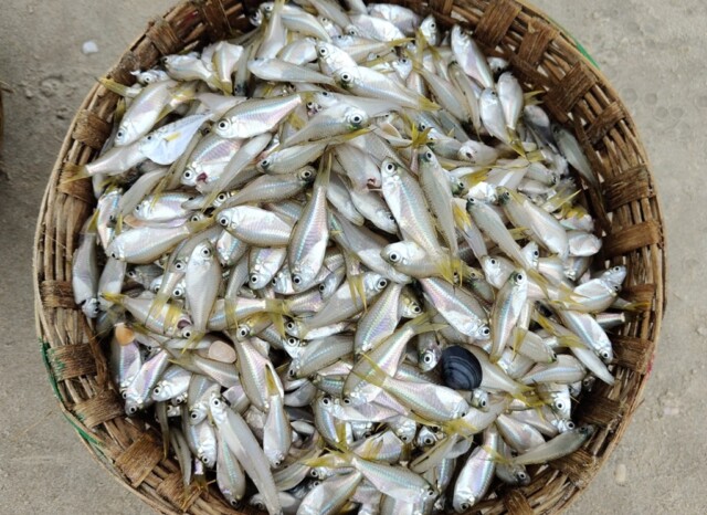 Silver Fish in a Hand-Crafted Bamboo Basket (Varca Beach, Goa, India)