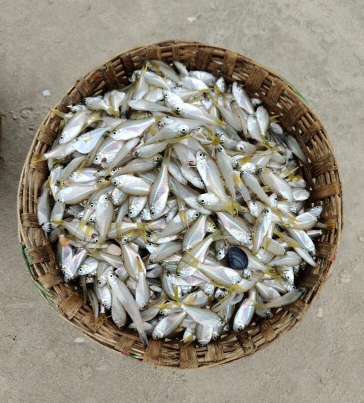 Silver Fish in a Hand-Crafted Bamboo Basket (Varca Beach, Goa, India)