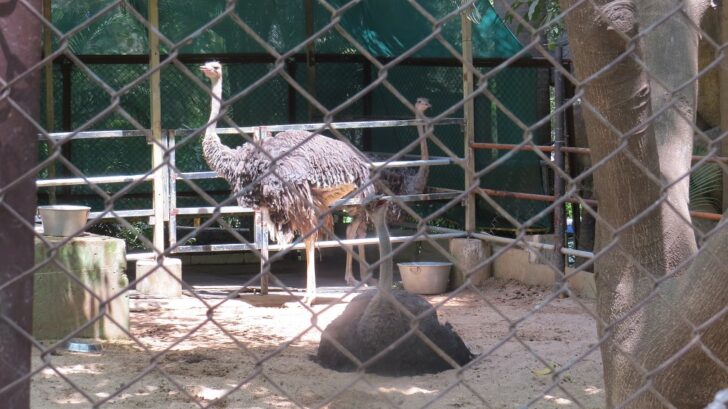 Ostrich (flightless bird) at EsselWorld Bird Park in Mumbai (Maharashtra, India)